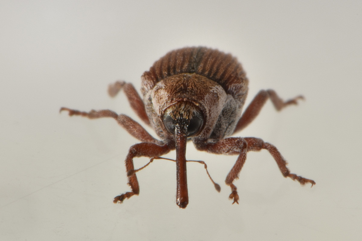 Curculionidae: Coeliodes sp.?  No, Pseudocoeliodes rubricus